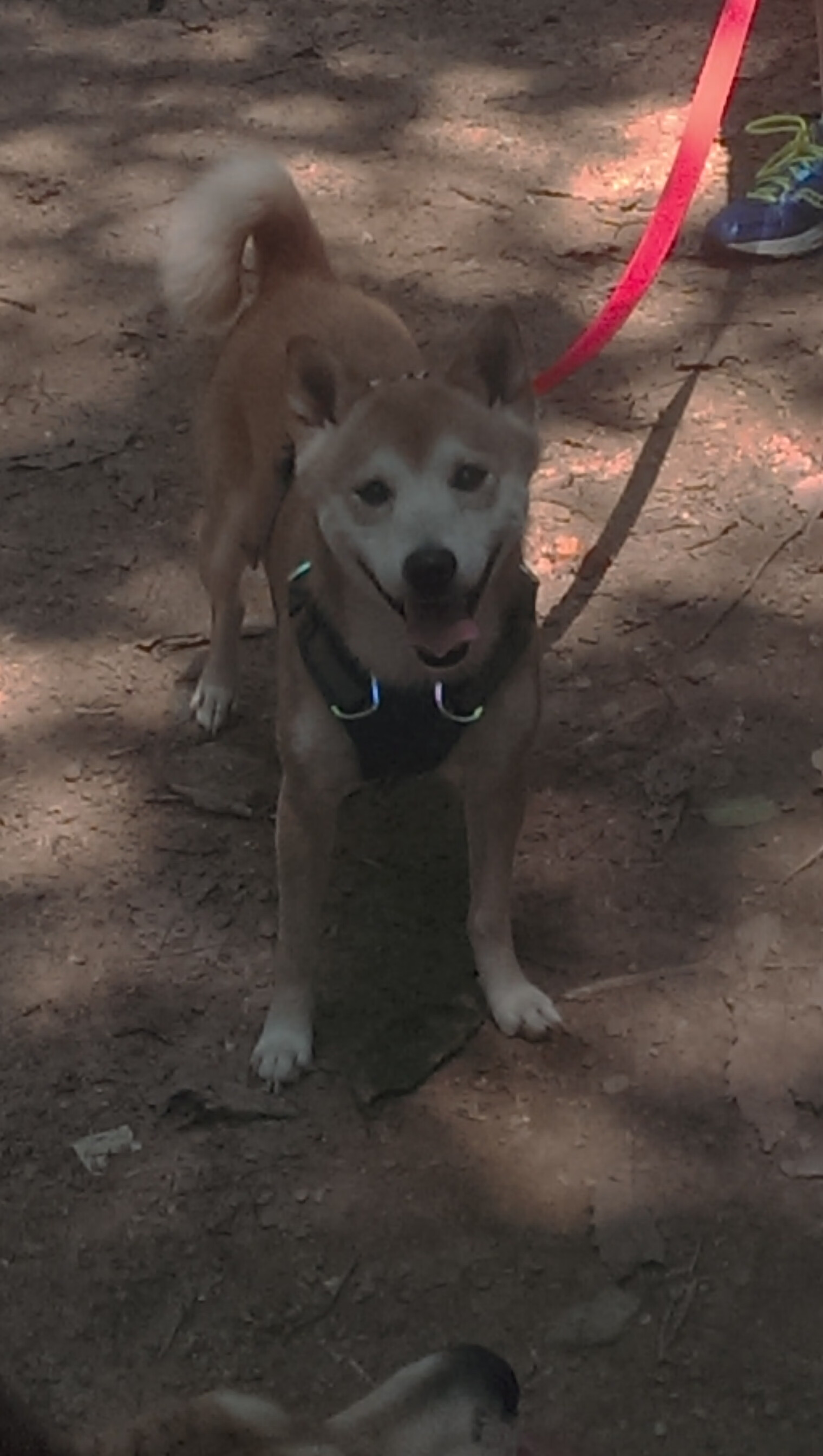 瑞典队未来的成功之路:技术细节与团队合作的双重突破,瑞典队分析